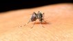 Prof. Hüseyin Çetin: Sivrisinek coronavirüs taşımıyor