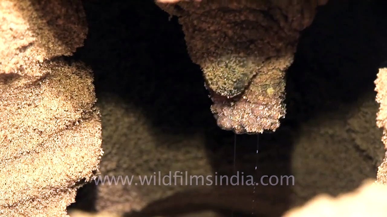 Olive Ridley Turtle laying eggs