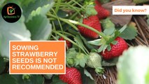 Did you know: Sowing strawberry seeds is not recommended