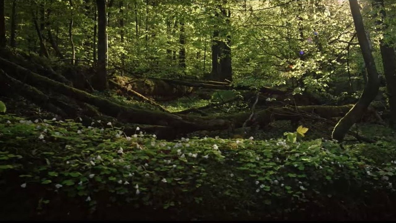 Der wilde Wald - Trailer (Deutsch) HD