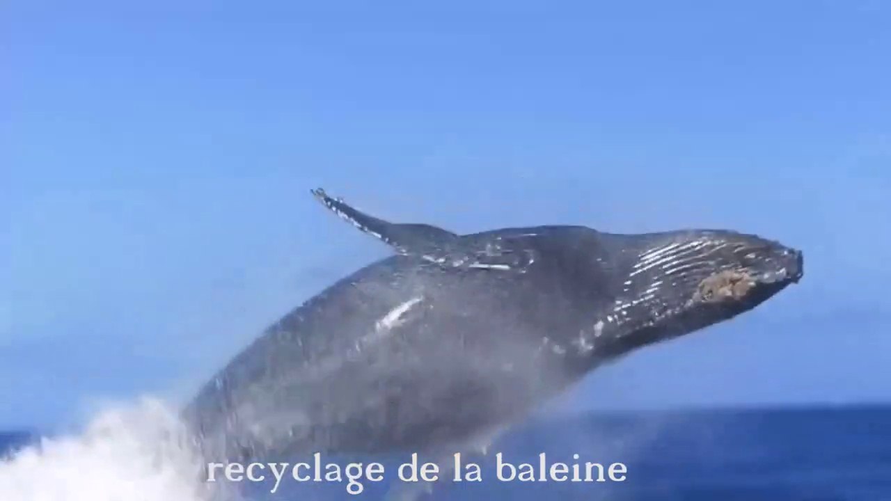 BRUGES  et la baleine