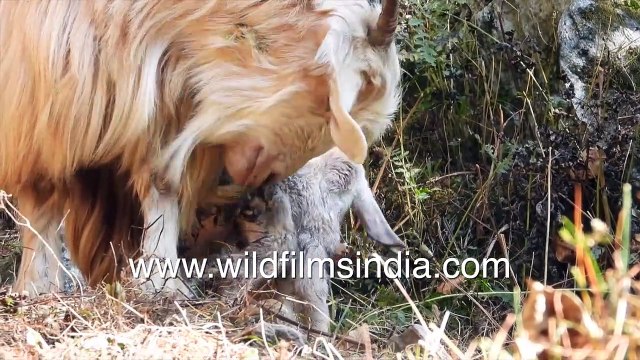 Cute_ Newly born sheep rises to feet for first suckle, drops to ground, tries again!