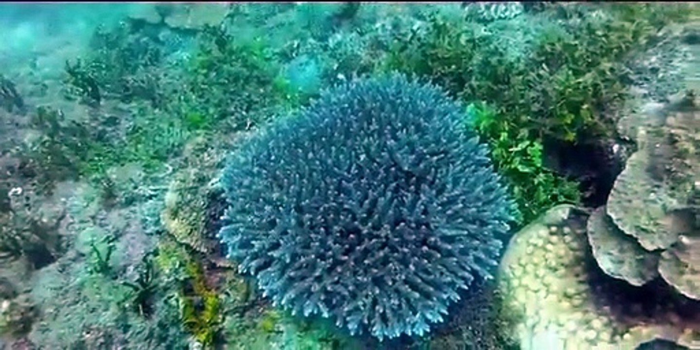 Dive