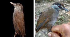 Asie : l'Akalat à sourcils noirs, un oiseau disparu depuis 170 ans, a été retrouvé à Bornéo