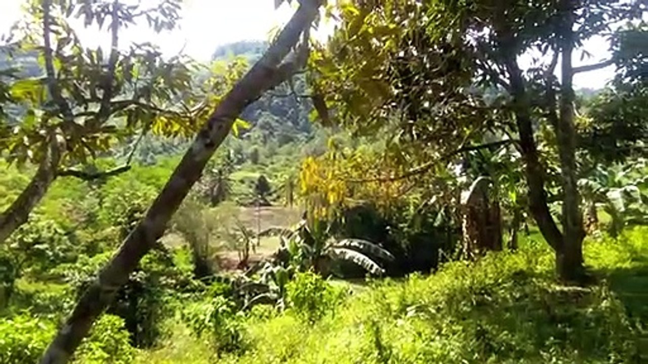 under the durian tree