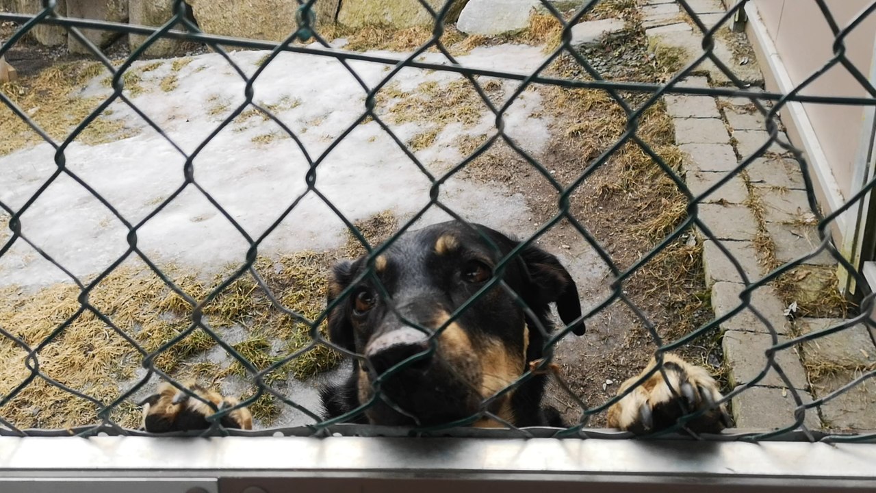 Zu Besuch im Tierheim