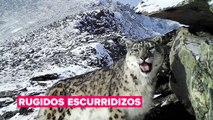 La lucha por salvar al leopardo de las nieves