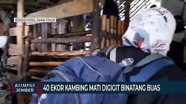 40 Ekor Kambing Mati Diserang dan Digigit Binatang Buas