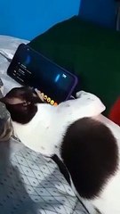 choco watching korean novela