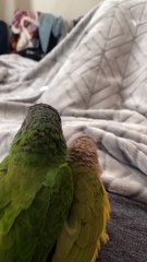 Conures Give Each Other Kisses