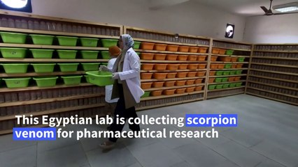 Egypt's 'Scorpion King' turns venom into money