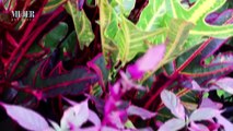 Mundo Jardín | 5 errores que cometemos con las plantas - Nex Panamá