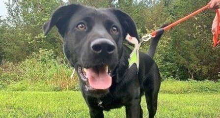 Los mejores consejos para prevenir las mordeduras de perro