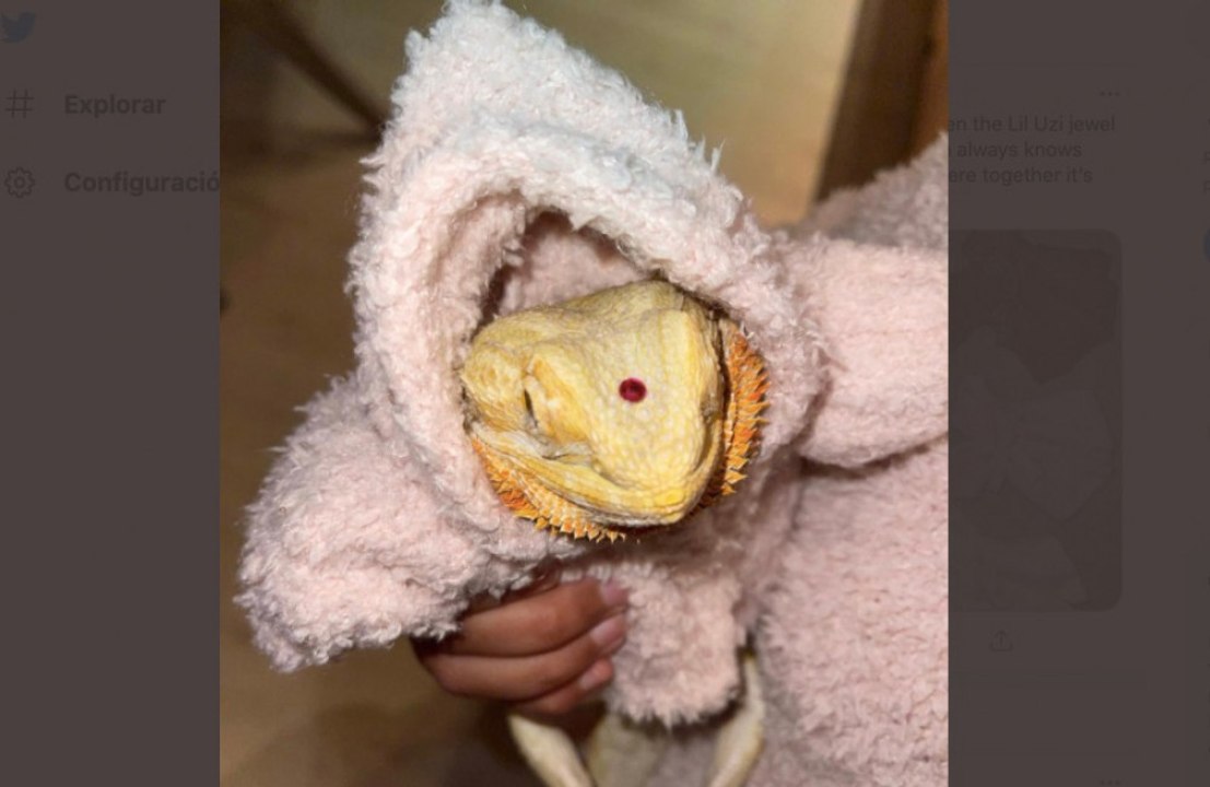 El dragón barbudo de North West tiene su propio vestuario a medida