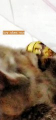 catto wants lollipop