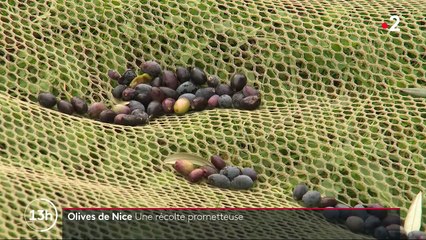 Agriculture : une récolte prometteuse pour l’huile d’olive de Nice