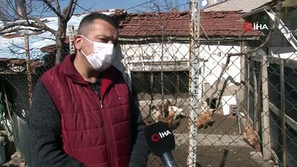 Şaşkınlık uyandıran mavi ve yeşil renkli yumurtalar