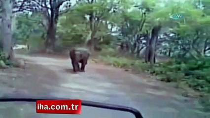Sinirli fil safaricileri kovaladı