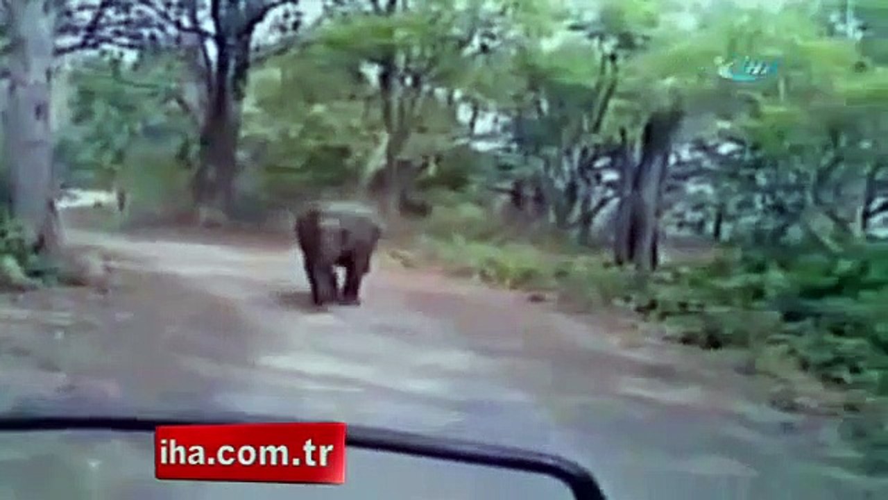 Sinirli fil safaricileri kovaladı