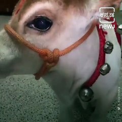 Social Media Become Crazy About This Cute Baby Punganur