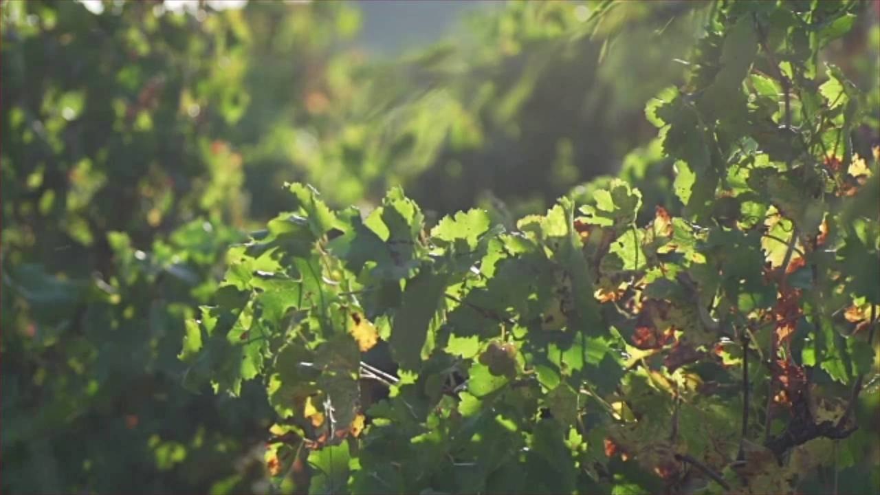 Virginia Launches Its ‘First Wine Trail’ of Top-Rated Wineries