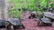 Aux Galapagos, des tortues géantes relâchées pour relancer les écosystèmes