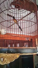 BURUNG MURAI BATU