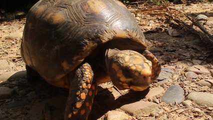 Corporaciones ambientales de Colombia fortalecen planes para proteger a especies víctimas de tráfico ilegal