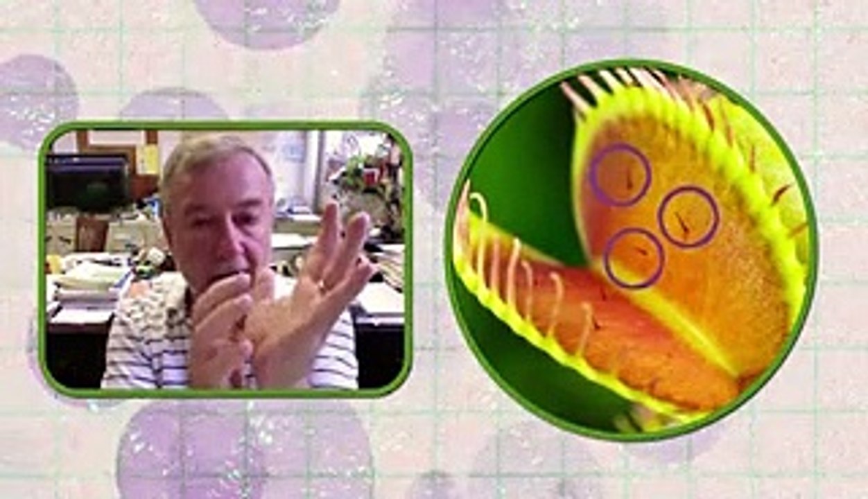 What's really going on inside an insect-munching Venus flytrap