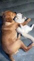 Puppy and Cat Caught Cuddling