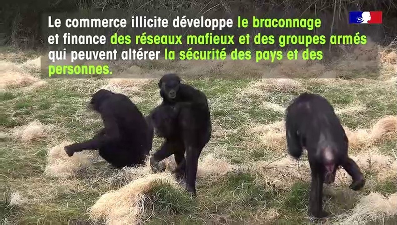 Une biodiversité exotique
