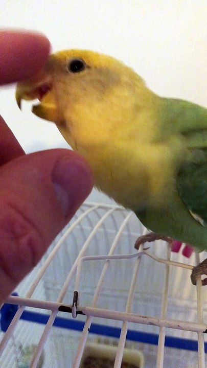 Our agapornis roseicollis