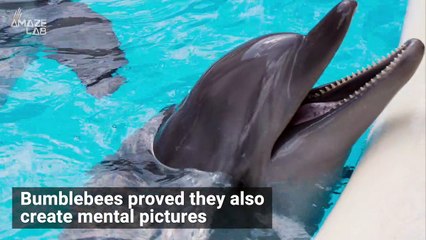 Are Bumblebees as Smart as Humans in this One Particular Way?