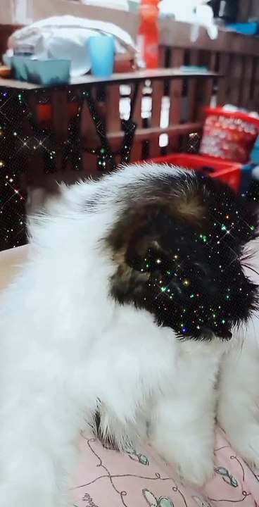My cute puppy