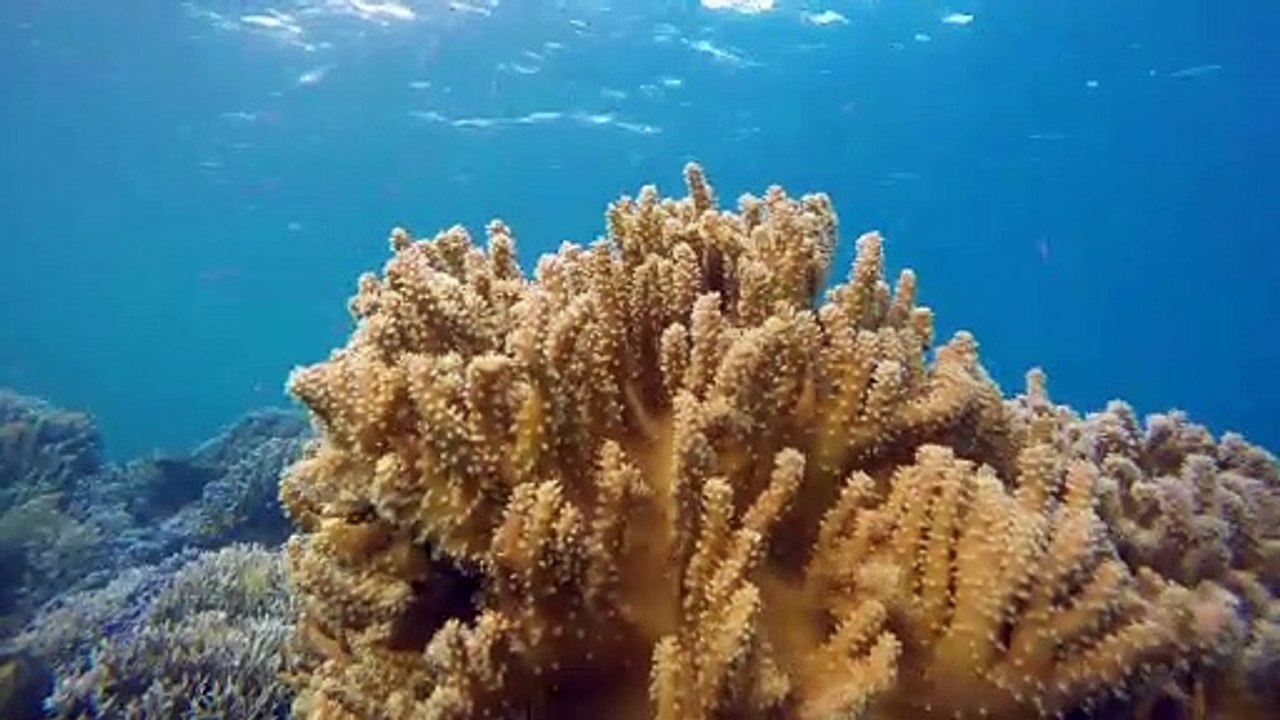 UNDER THE SEA