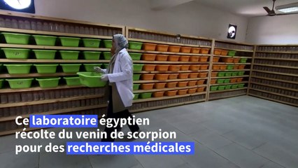 Dans le désert égyptien, le potentiel prometteur du venin de scorpion