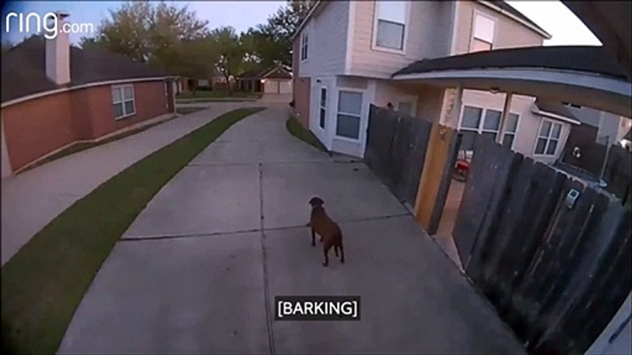 Il demande à son chien de rentrer à la maison depuis son travail grâce au haut-parleur de sa sonnette d'entrée...