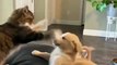Kitty Fends off Horde of Playful Puppies