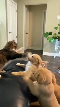 Kitty Fends off Horde of Playful Puppies