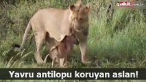 Yavru antilopu koruyan aslan!