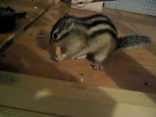 Les progrès de Bart