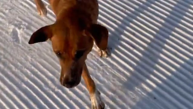 Skier races his dog down snowy slopes