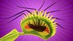 What's really going on inside an insect-munching Venus flytrap