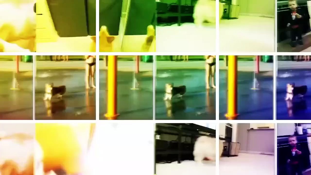 kedi