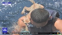 [이슈톡] 태국 해군까지 투입된 고양이 구출작전