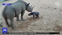 [이슈톡] 아버지 대 이을 아기 검은 코뿔소