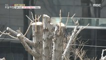 [INCIDENT] Wooden trees without branches. Why?, 생방송 오늘 아침 210305