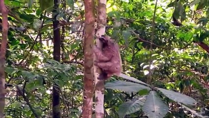 Animales Extraños  El Perezoso