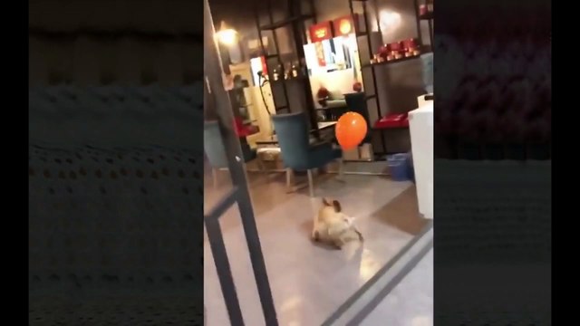 Videos De Animales Graciosos (2021) nuevos Animales divertidos - Momentos Divertidos De Gatos y Perros Chistosos #1