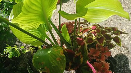 mayana flowers